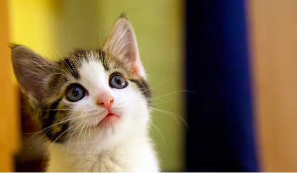 حكم قتل القطط