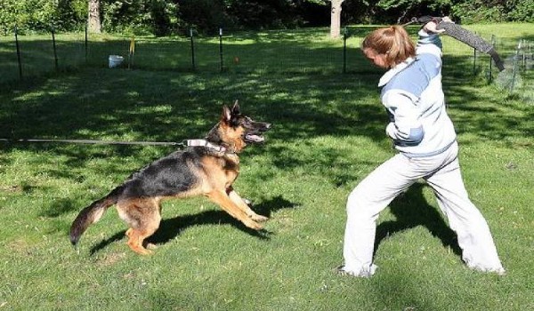 حكم قتل القطط و الكلاب الضالة