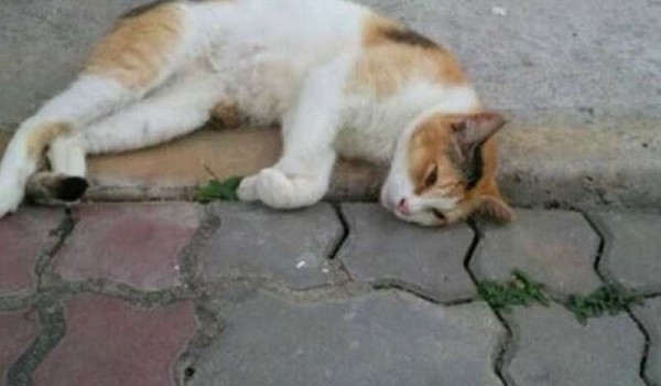 حكم قتل القطط و الكلاب الضالة