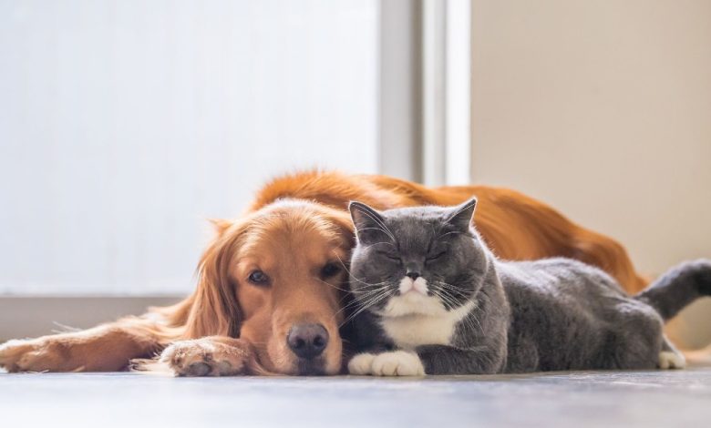 حكم قتل القطط