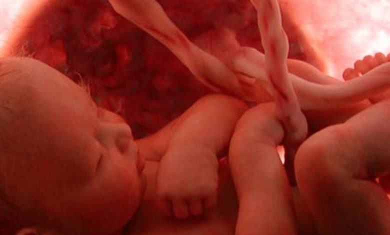 زكاة الفطر عن الجنين