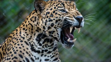 حيوان الجاكوار المفترس