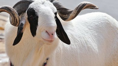 ما هو صك الأضحية ؟