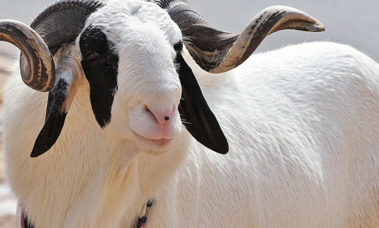 ما هو صك الأضحية ؟