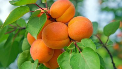 أضرار المشمش للرجال