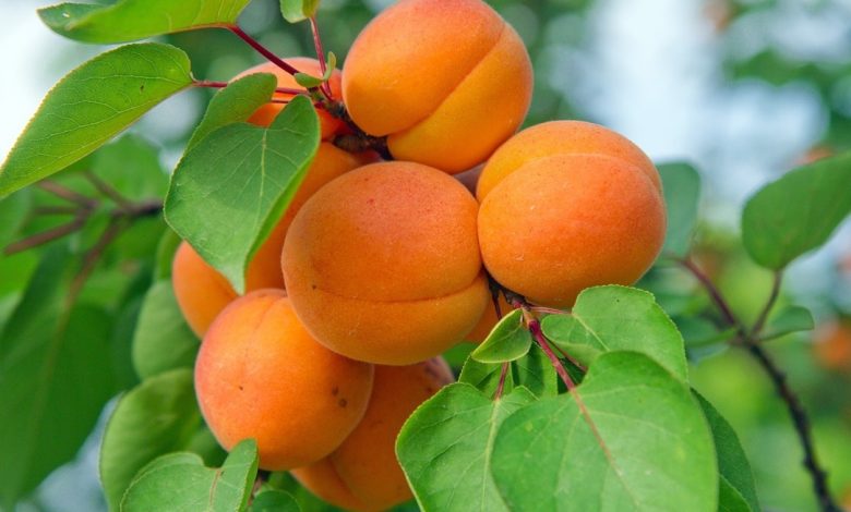 أضرار المشمش للرجال