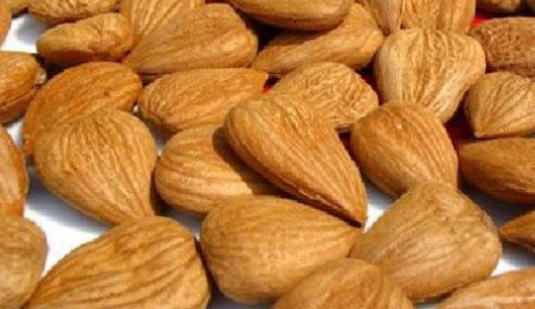 أضرار بذور المشمس