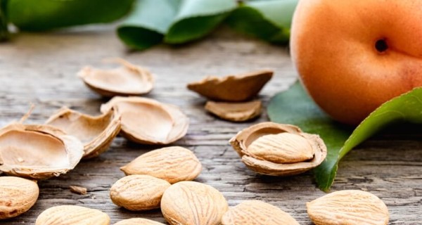 أضرار بذور المشمس