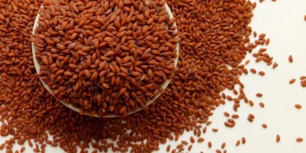 أضرار حب الرشاد للشعر