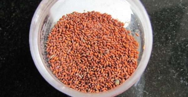 أضرار حب الرشاد للشعر