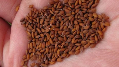 أضرار حب الرشاد للشعر