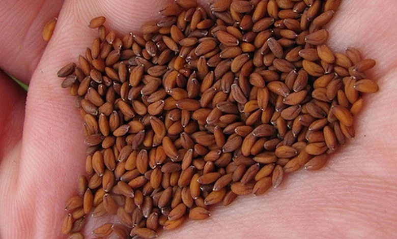 أضرار حب الرشاد للشعر