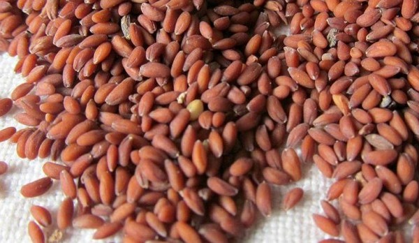 أضرار حب الرشاد للكلي