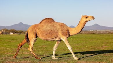 أضرار حليب الإبل