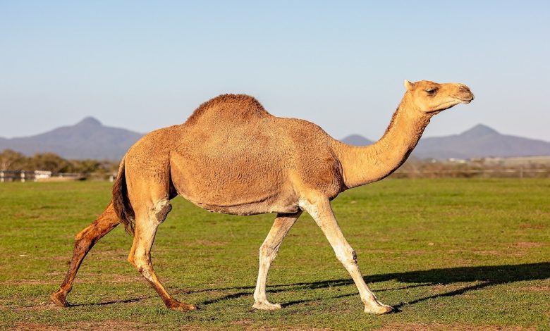 أضرار حليب الإبل