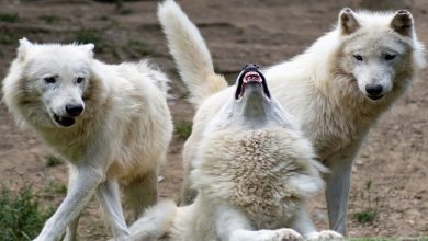 أنواع الذئاب