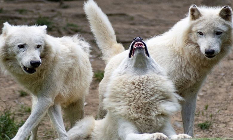 أنواع الذئاب