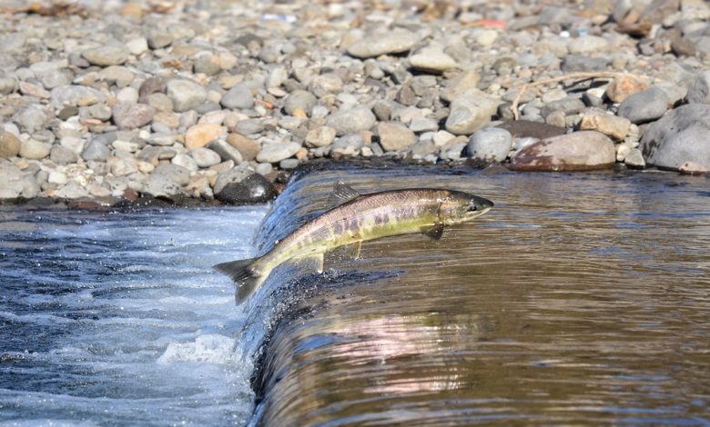 أين يعيش سمك السلمون