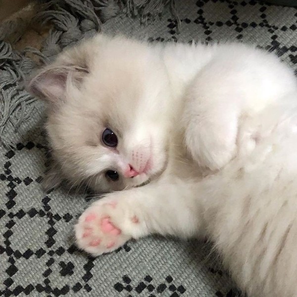 اجمل الصور للقطط في العالم