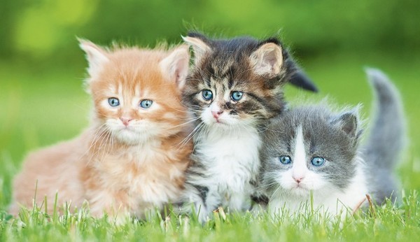 اجمل الصور للقطط في العالم