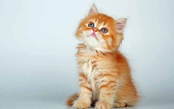 اجمل الصور للقطط في العالم