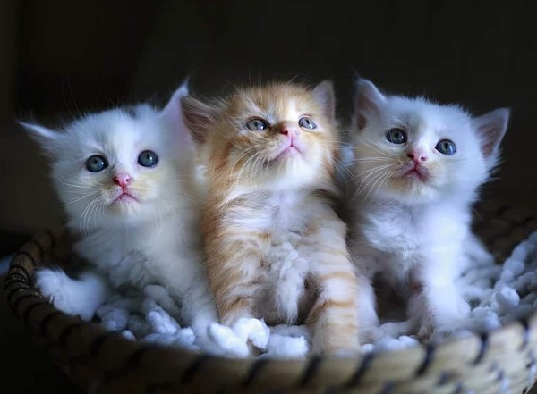 اجمل الصور للقطط في العالم