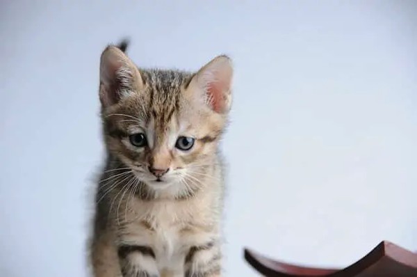 اجمل الصور للقطط في العالم