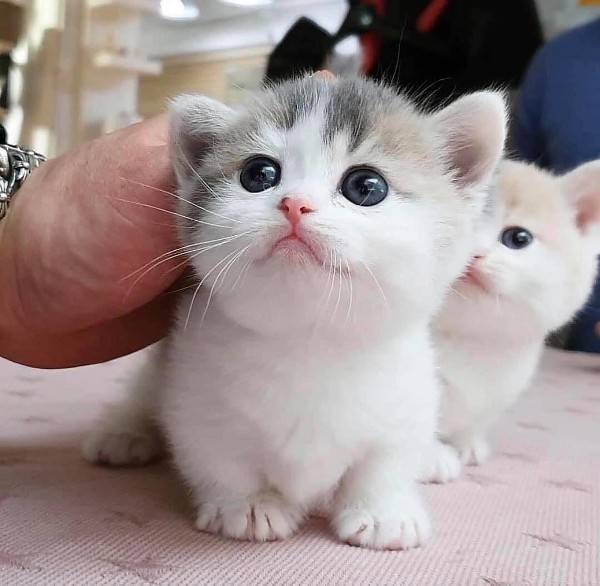 اجمل الصور للقطط في العالم