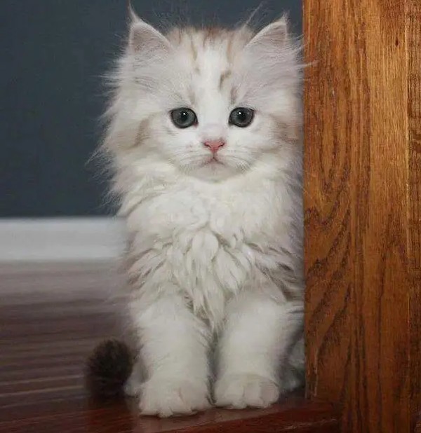 اجمل الصور للقطط في العالم