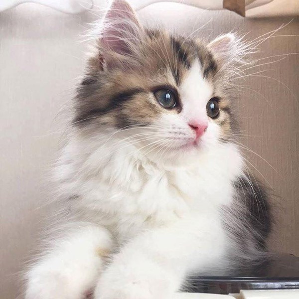 اجمل الصور للقطط في العالم