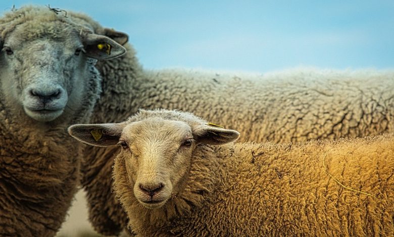 اسم صوت الخروف