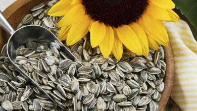 اضرار حب دوار الشمس