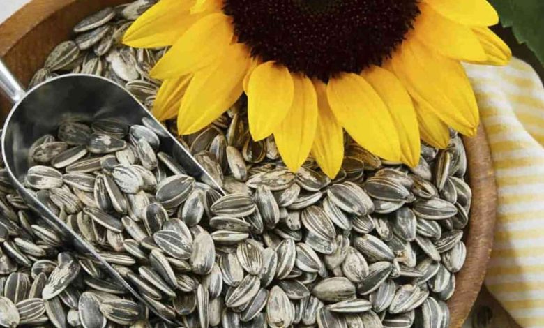 اضرار حب دوار الشمس