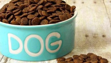 افضل أطعمة للكلاب