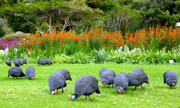 حدائق كريستينبوش النباتية