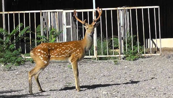 حديقة حيوان أوديسا