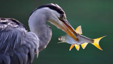 حيوان مالك الحزين