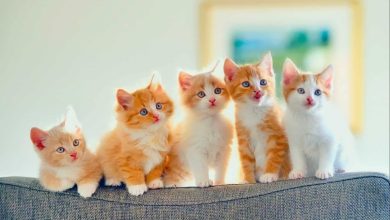 خلفيات قطط للموبايل