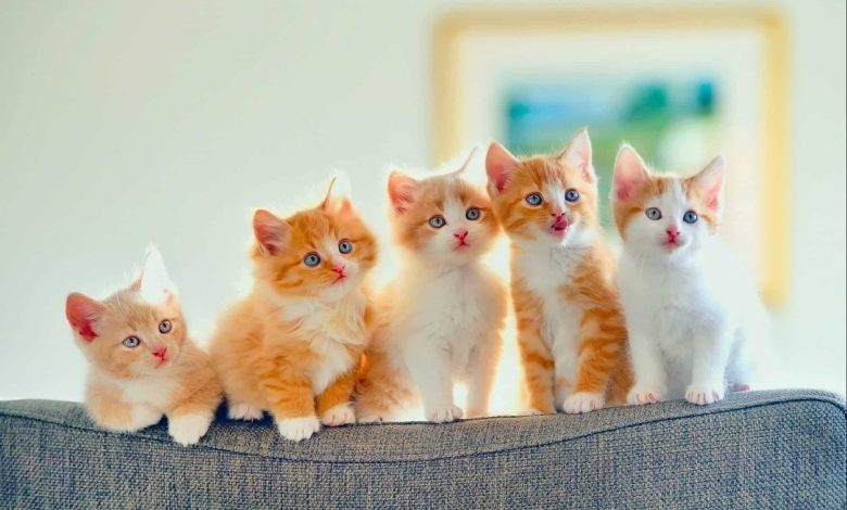 خلفيات قطط للموبايل