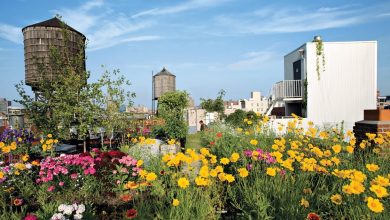 زراعة اسطح المنازل بالنباتات