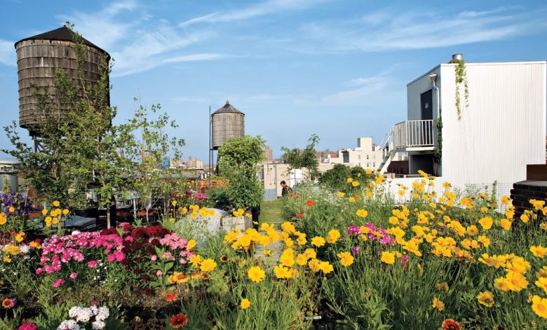 زراعة اسطح المنازل بالنباتات