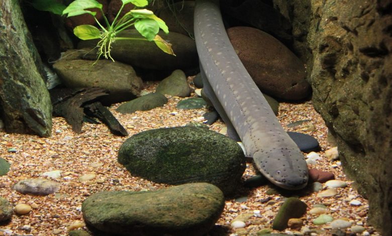 صفات سمك الأنقليس