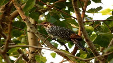 طائر الوقواق المخادع