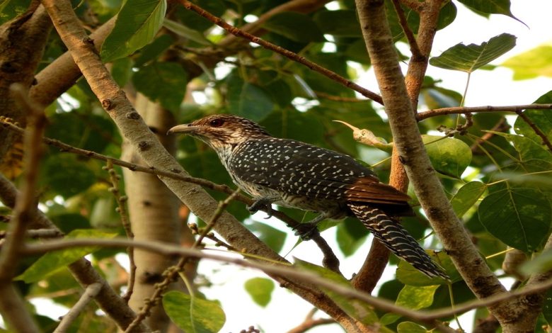 طائر الوقواق المخادع