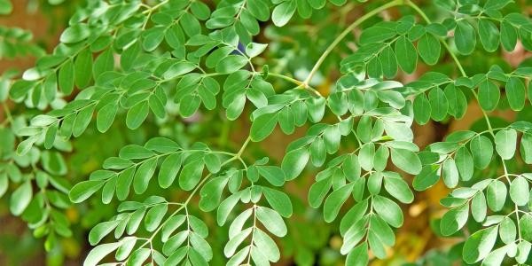 فوائد اعشاب المورينجا