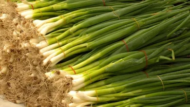 فوائد البصل الأخضر