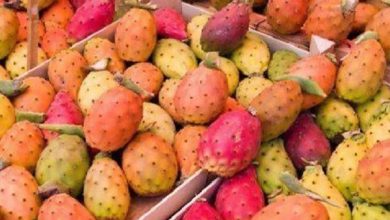 فوائد التين الشوكي