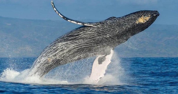 قصة يونس عليه السلام