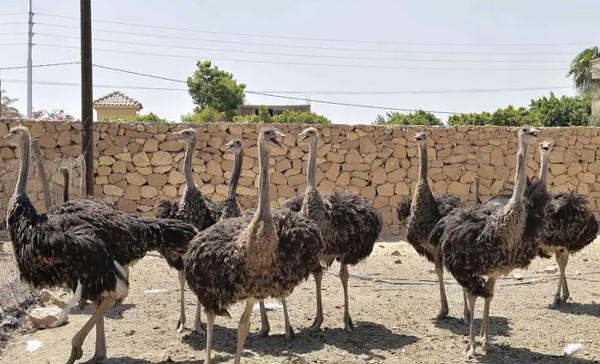 مزارع النعام