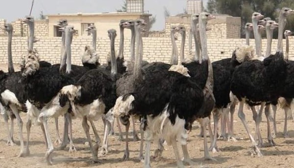 مزارع النعام